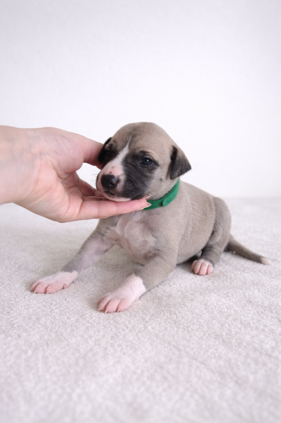 Des Rives De Riss - Chiots disponibles - Whippet