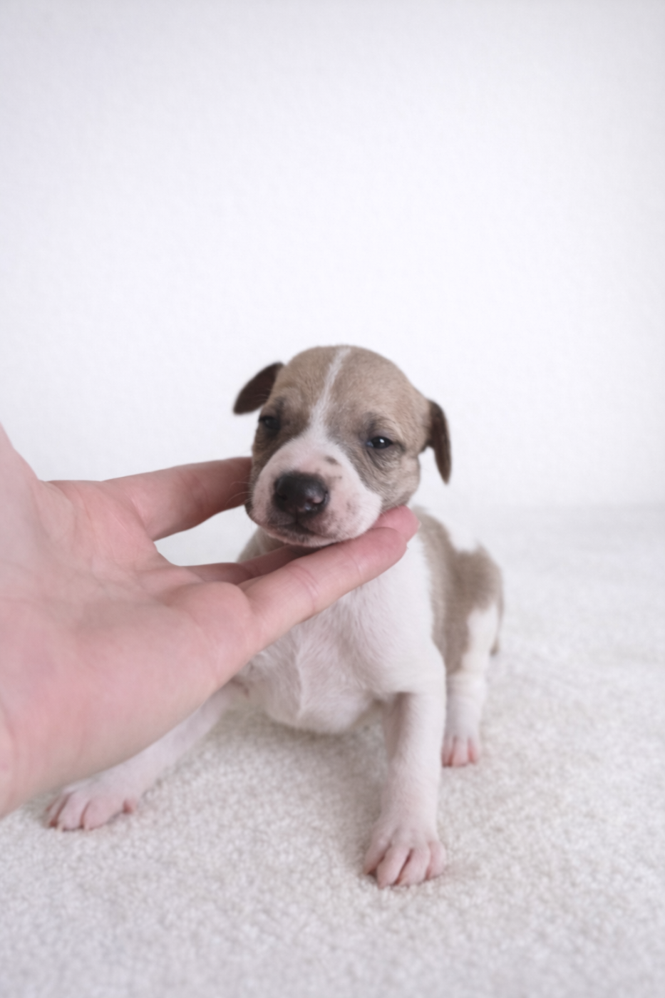 Des Rives De Riss - Chiots disponibles - Whippet