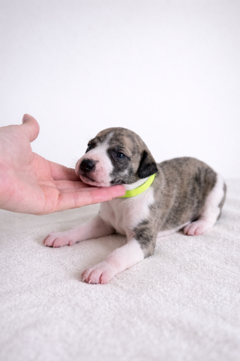 Des Rives De Riss - Chiots disponibles - Whippet