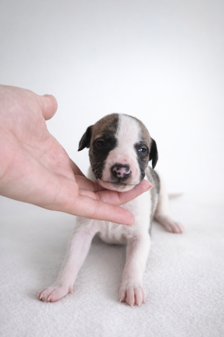 Des Rives De Riss - Chiots disponibles - Whippet