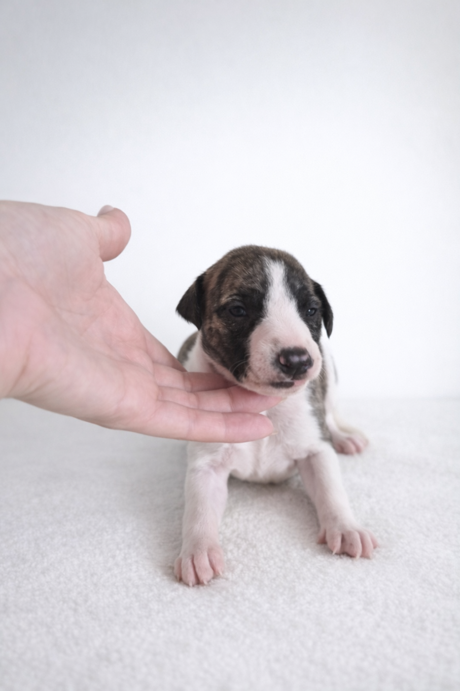 Des Rives De Riss - Chiots disponibles - Whippet