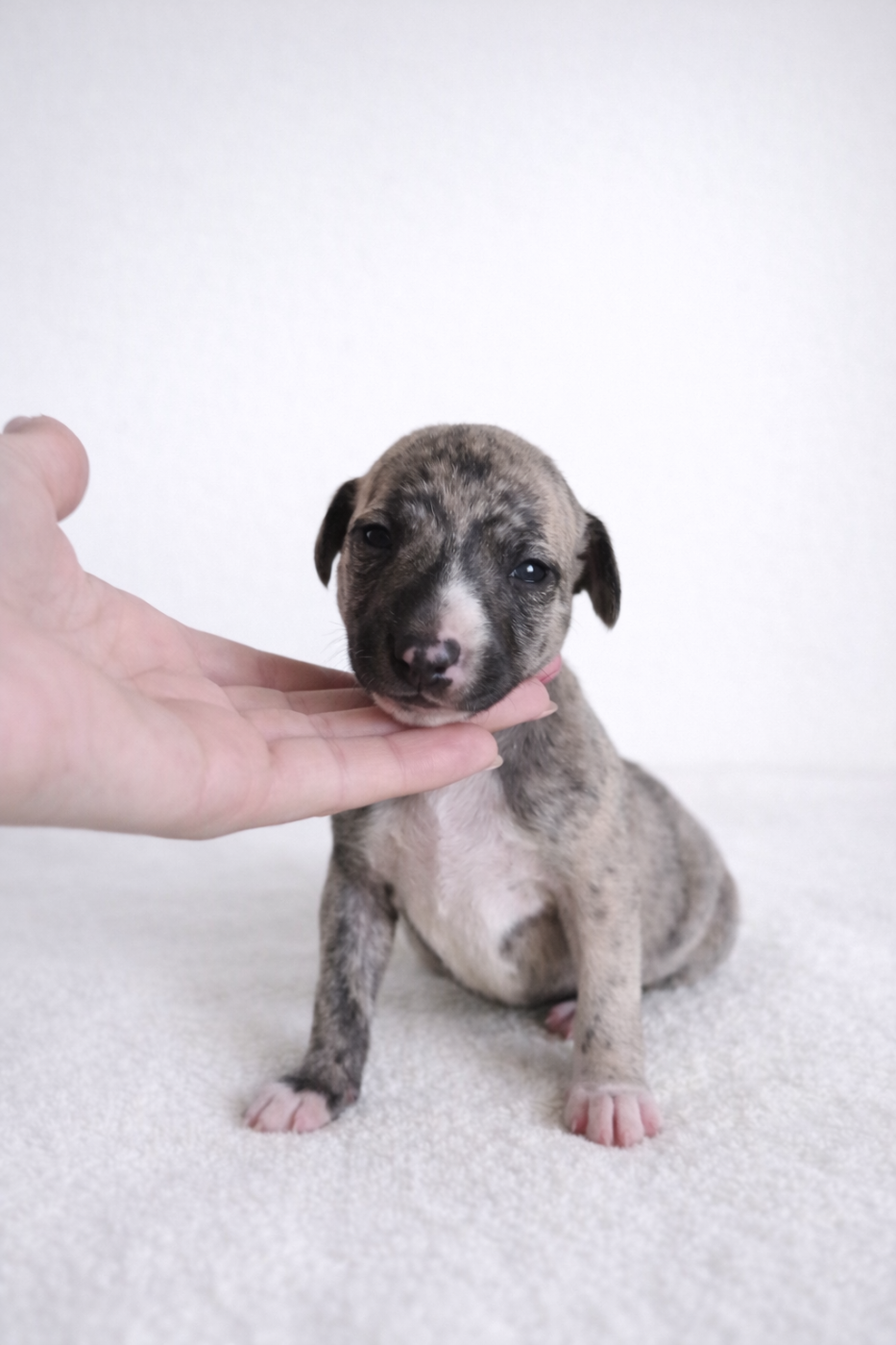 Des Rives De Riss - Chiots disponibles - Whippet