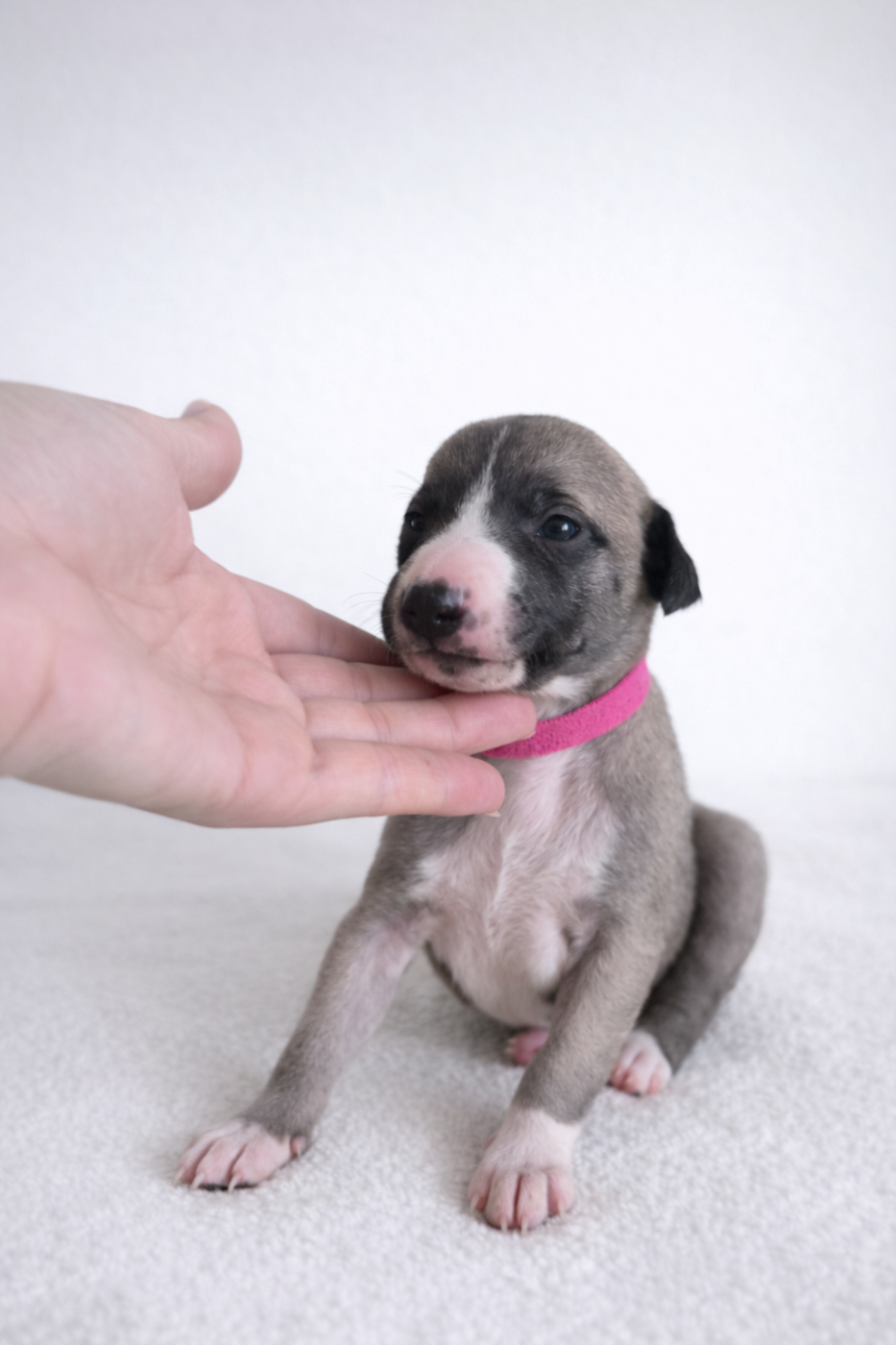 Des Rives De Riss - Chiots disponibles - Whippet