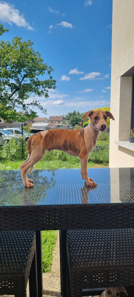 Des Rives De Riss - Chiots disponibles - Whippet