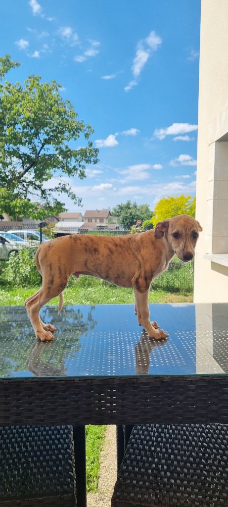 Des Rives De Riss - Chiots disponibles - Whippet